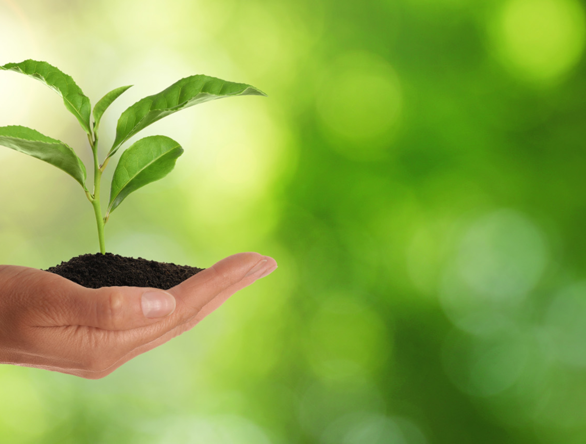 Closeup view of woman holding small plant in soil on blurred background, banner design with space for text. Ecology protection